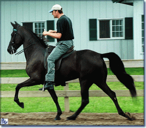 A Tenessee Walking Horse who is flat shod showing the gaited pace